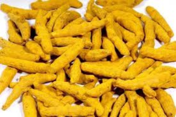 Raw Turmeric Finger Manufacturers in Madhya Pradesh