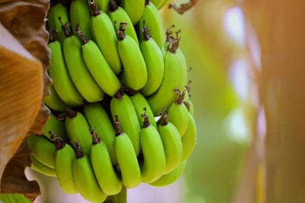 Raw Banana Manufacturers in Madhya Pradesh